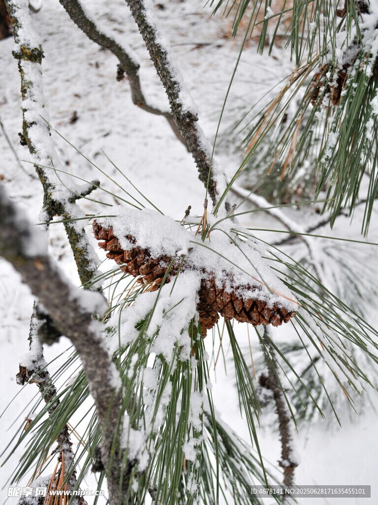 雪覆松枝与松果