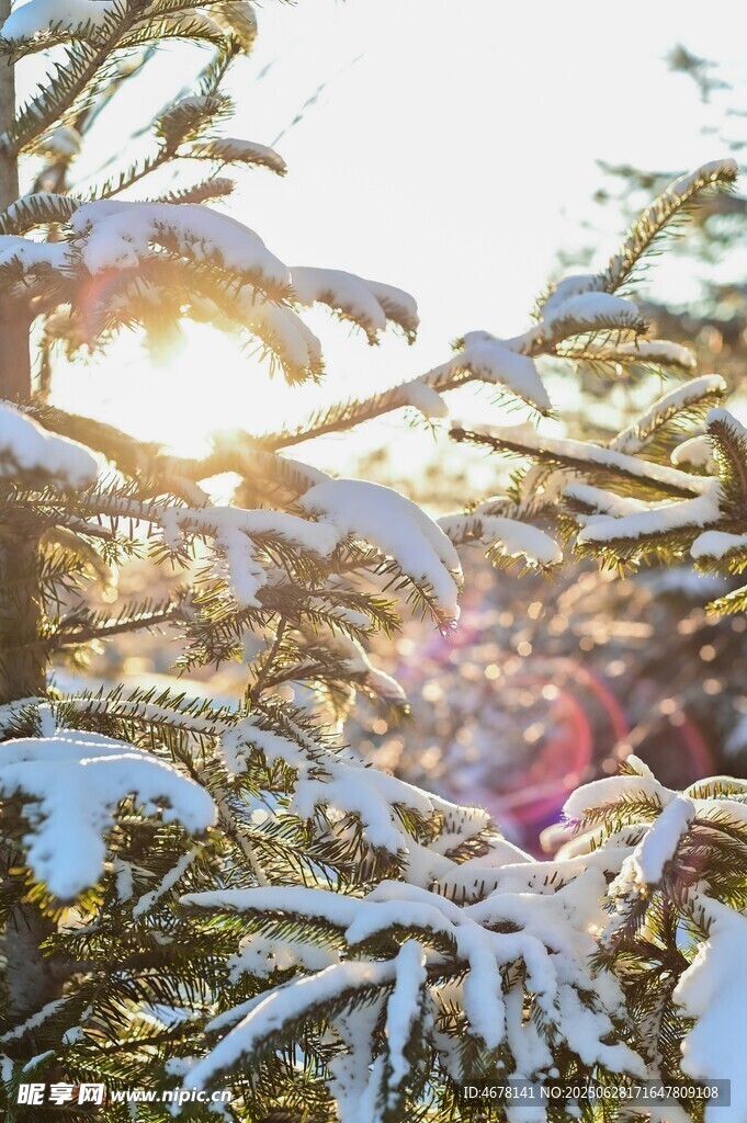 冬日雪覆树木的温暖光影
