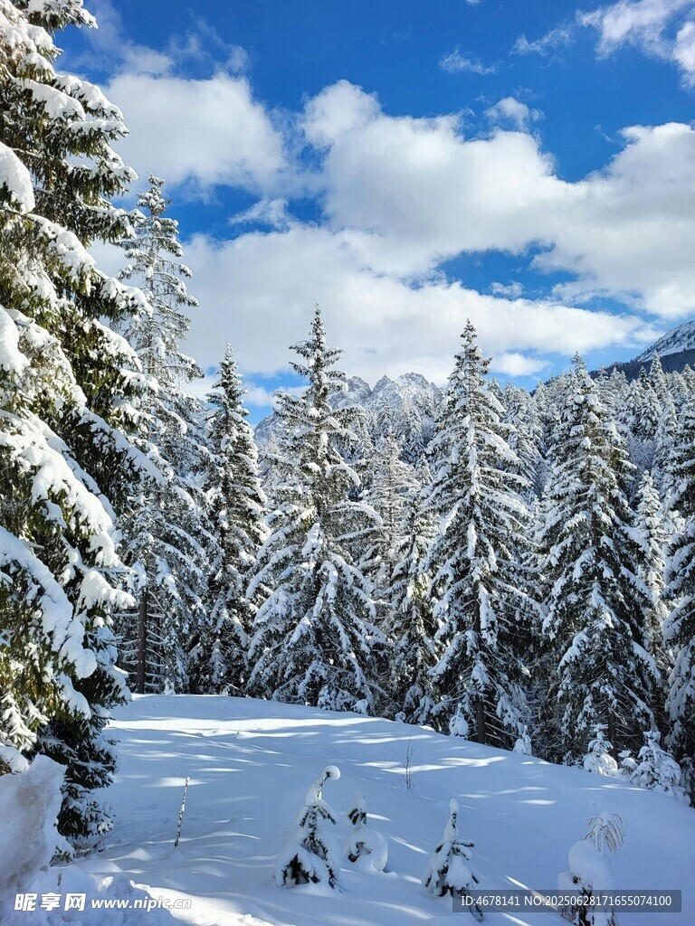 冬日雪景中的茂密松林