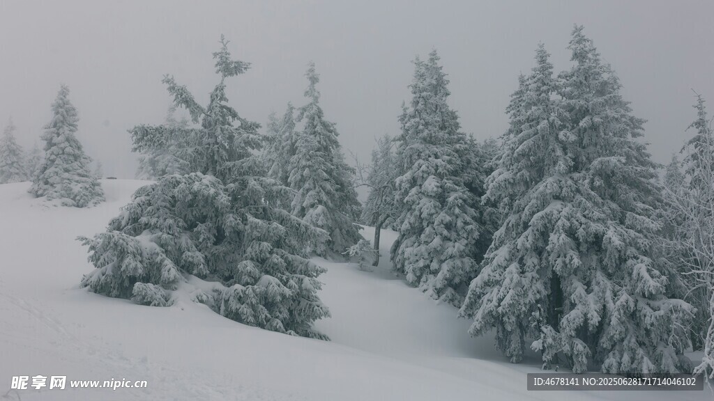 雪覆松林美景