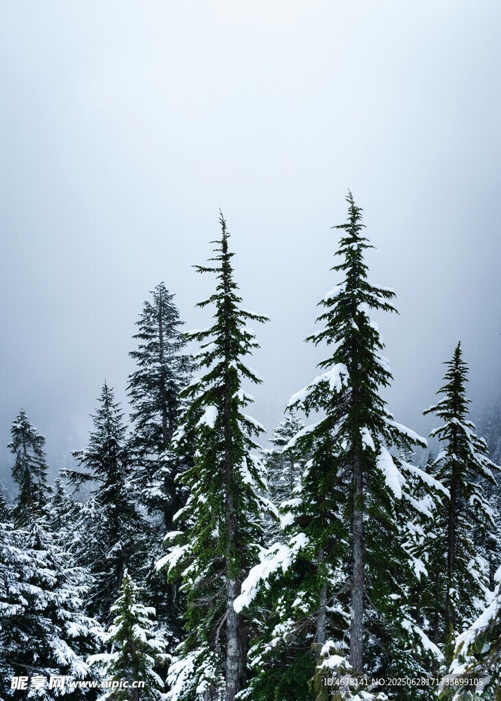雪覆松林美景