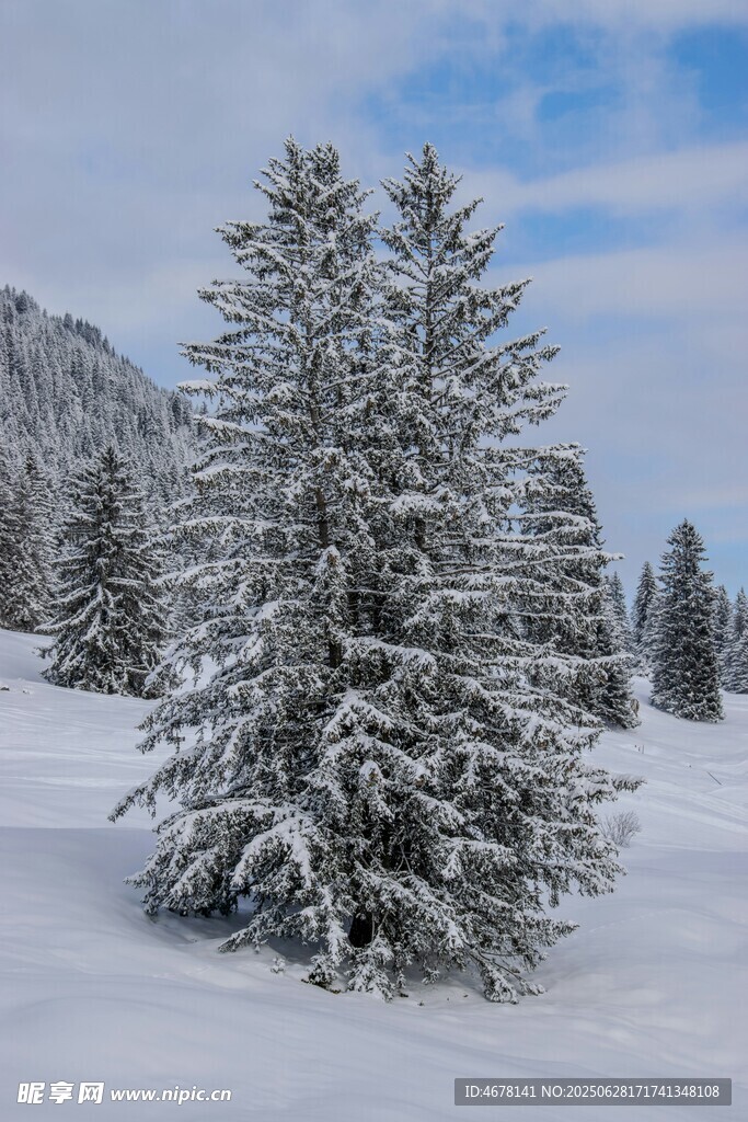 雪覆松树的冬日山林美景