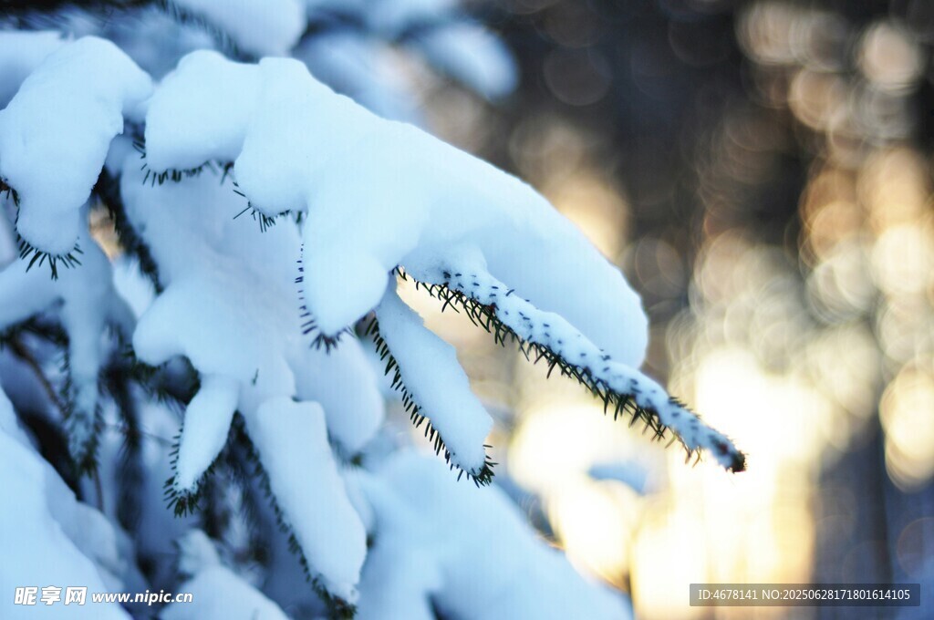 雪覆松枝的冬日美景