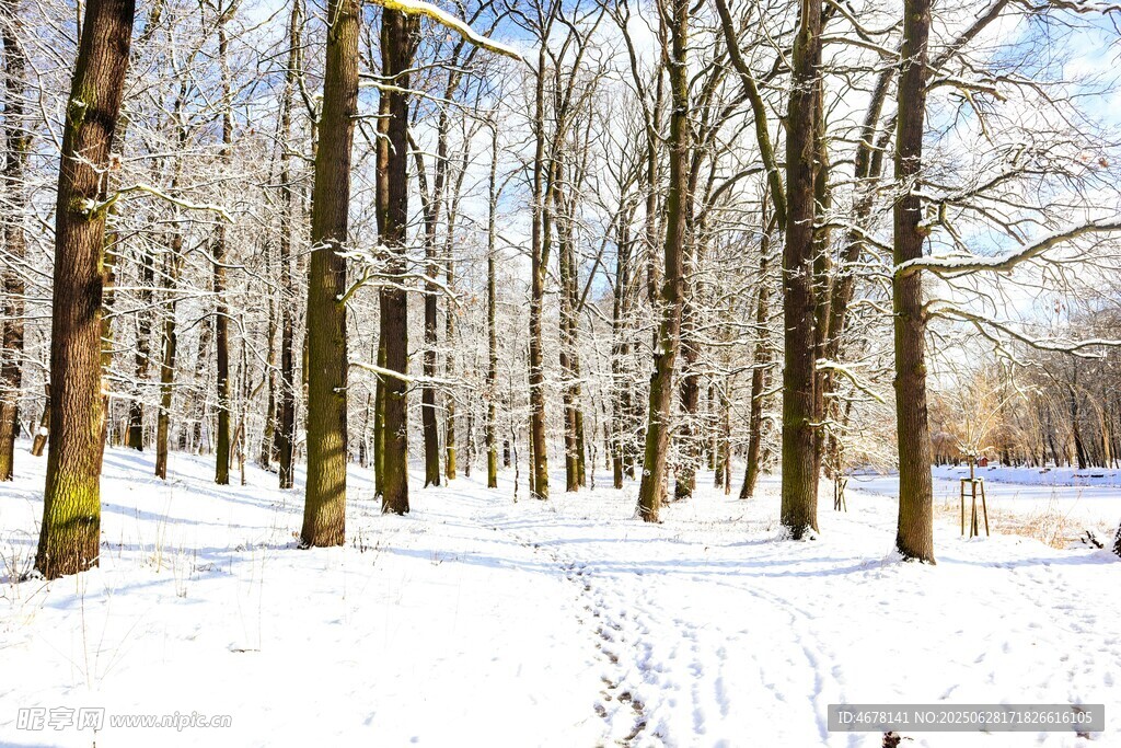 冬日雪覆树林美景