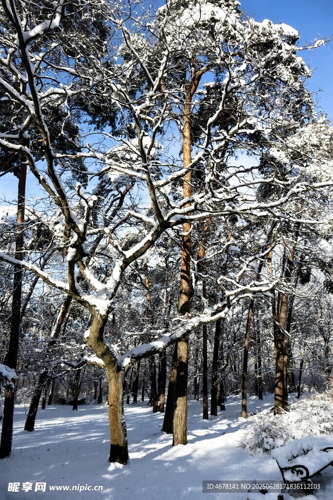 冬日雪覆森林美景