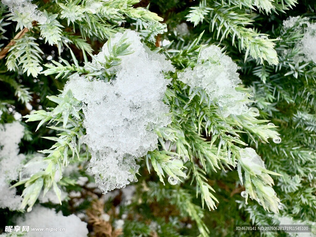 雪覆松枝的美丽景致