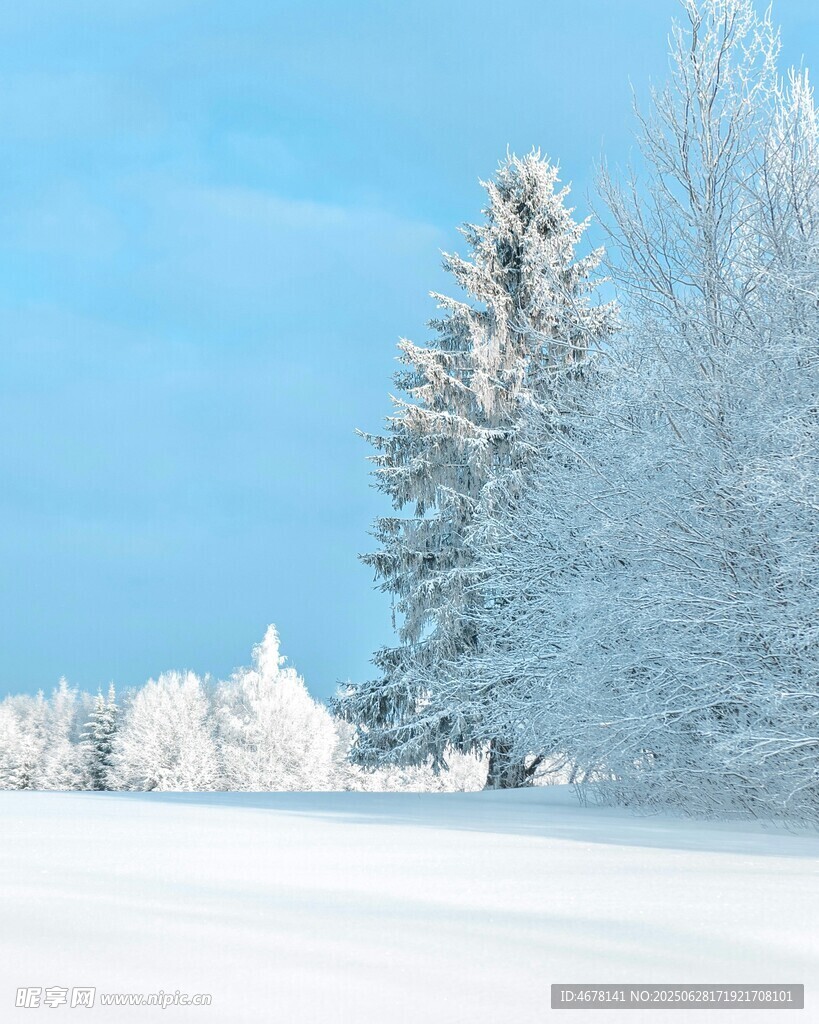 冬日雪景中的挺拔雪松