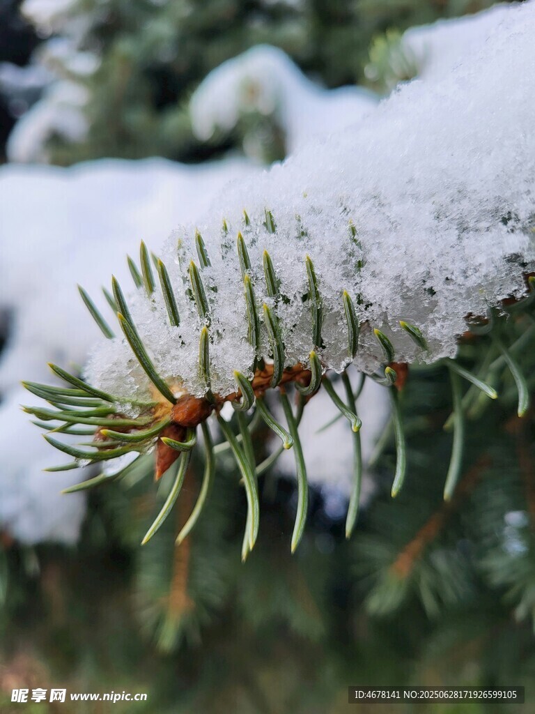 雪覆松枝的冬日景致