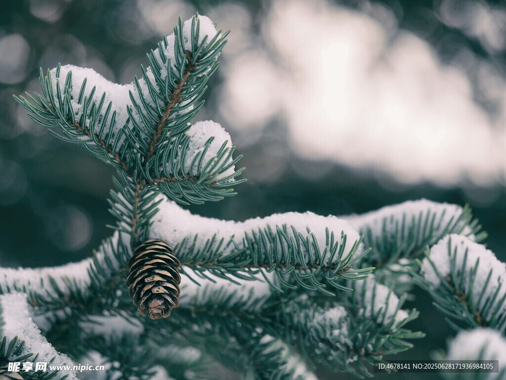 雪覆松枝与松果