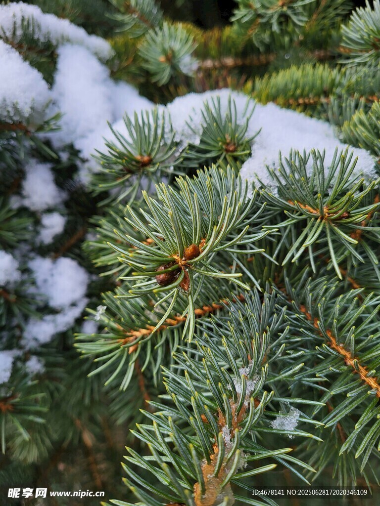 雪覆松枝的冬日景致