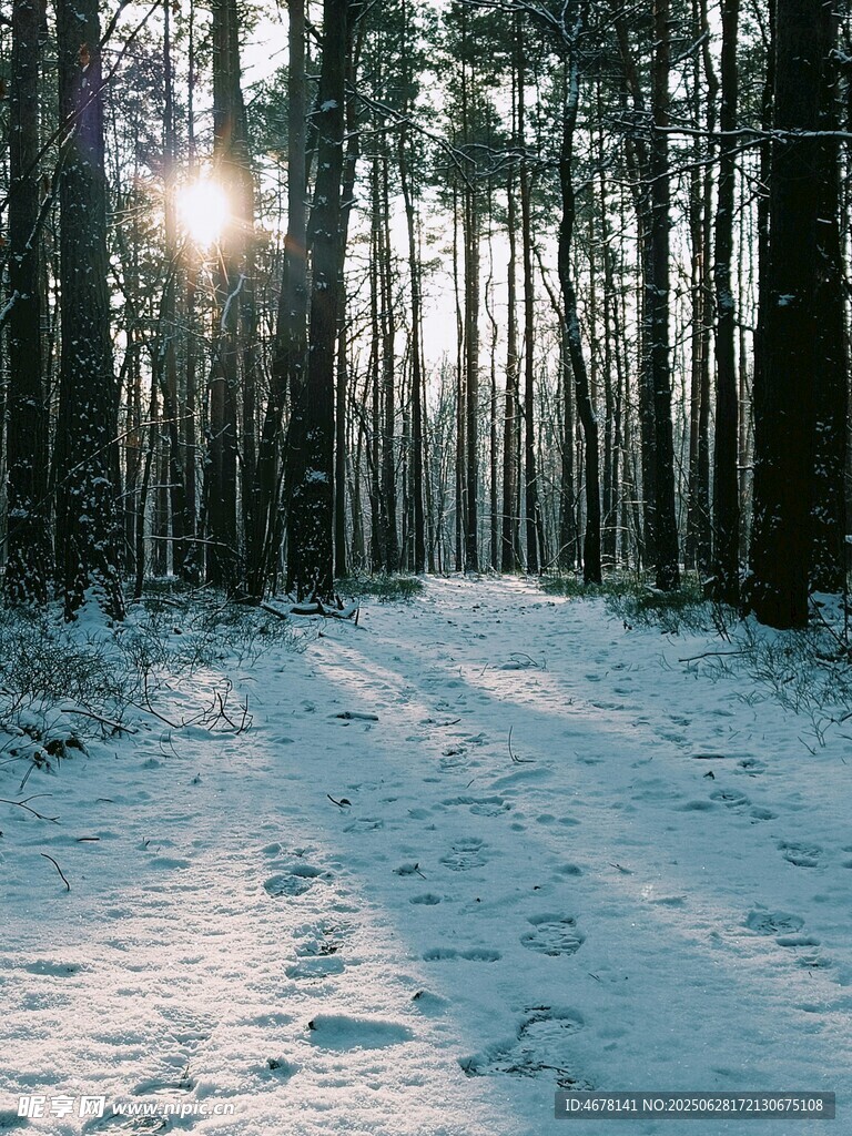 冬日雪林阳光小道