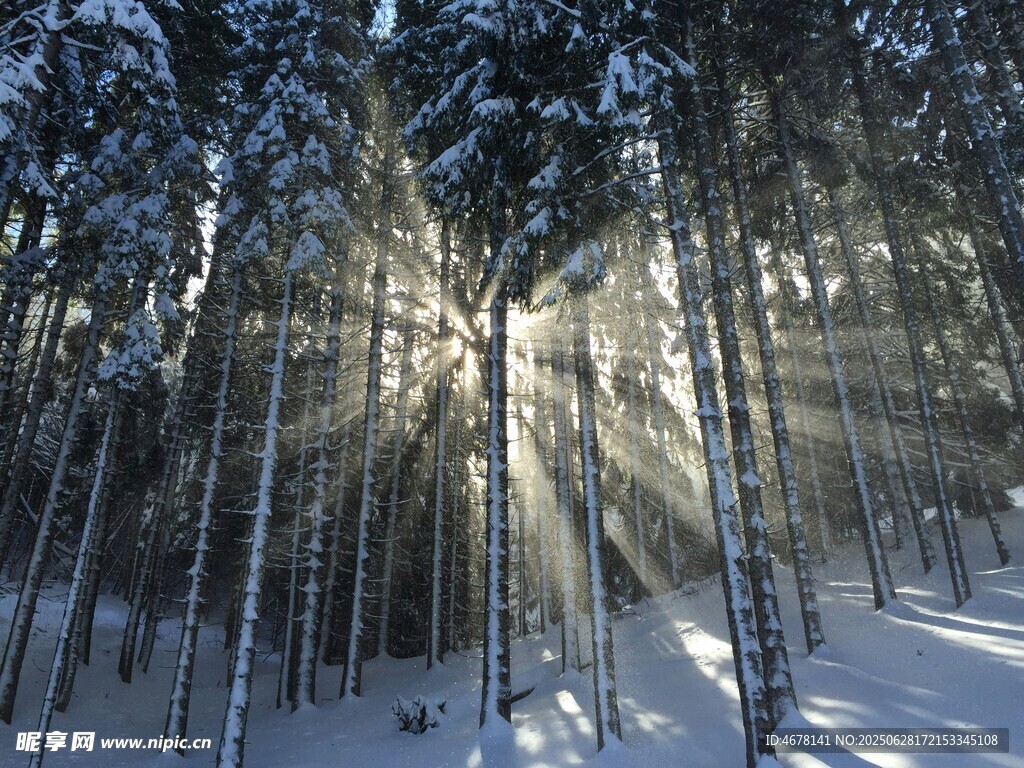 冬日雪林阳光洒落美景