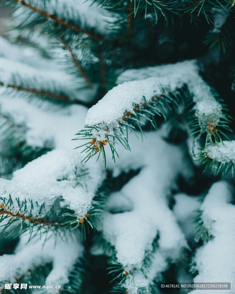 雪覆松枝的冬日美景