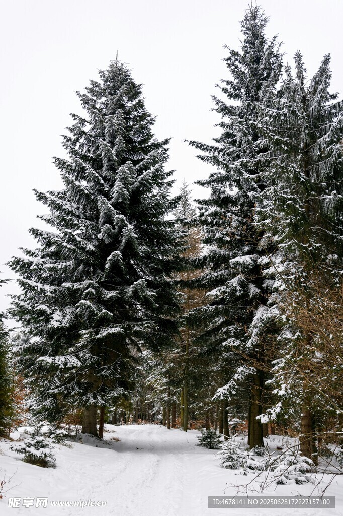 雪覆松林的冬日美景