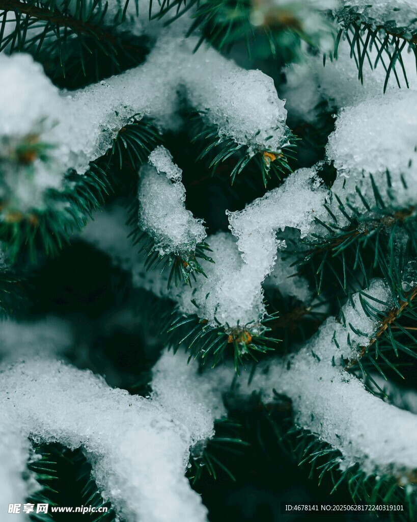 雪覆松枝的冬日美景