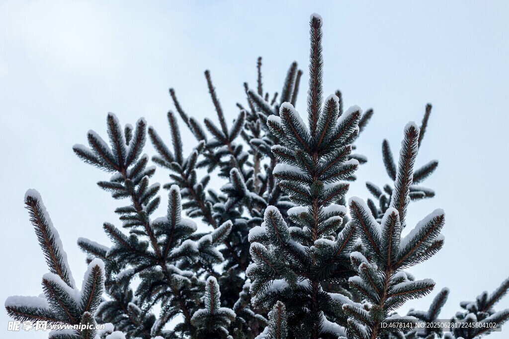 雪覆松枝