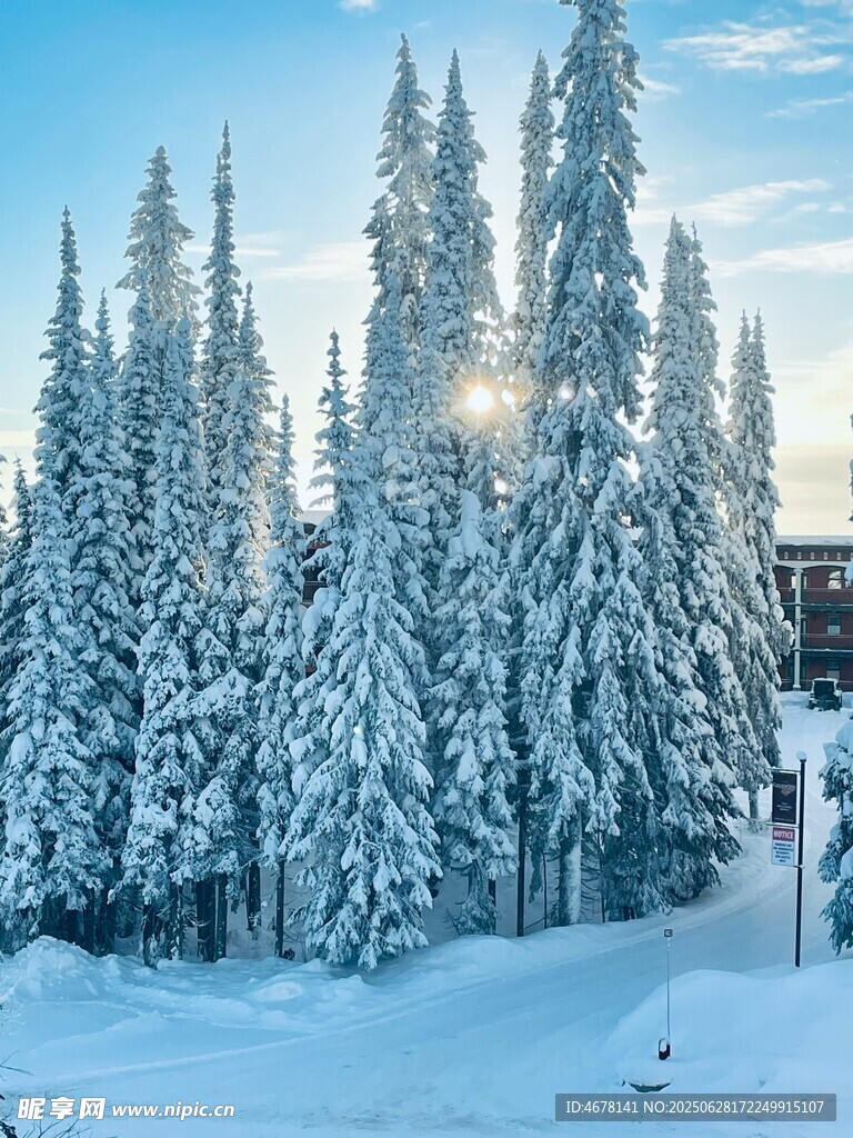 冬日雪林美景