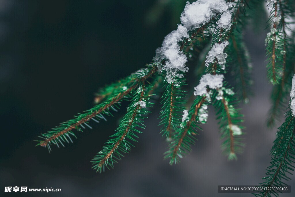 雪覆松枝