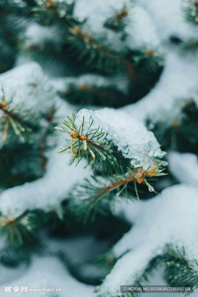 雪覆松枝的冬日美景