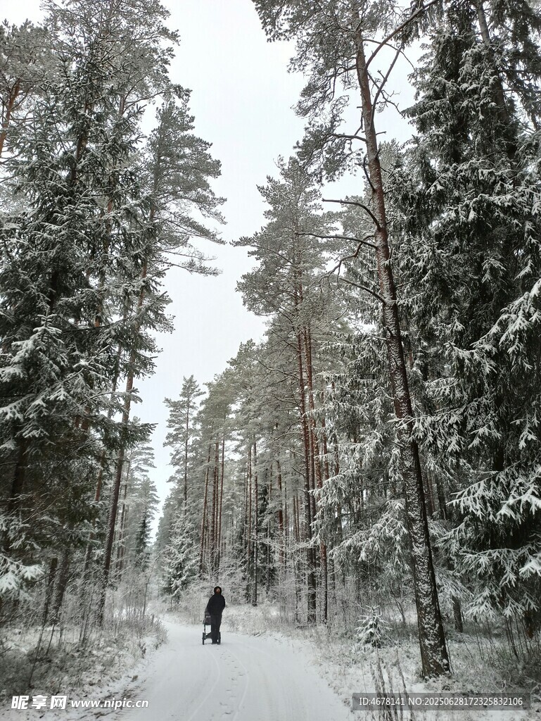 雪林独行
