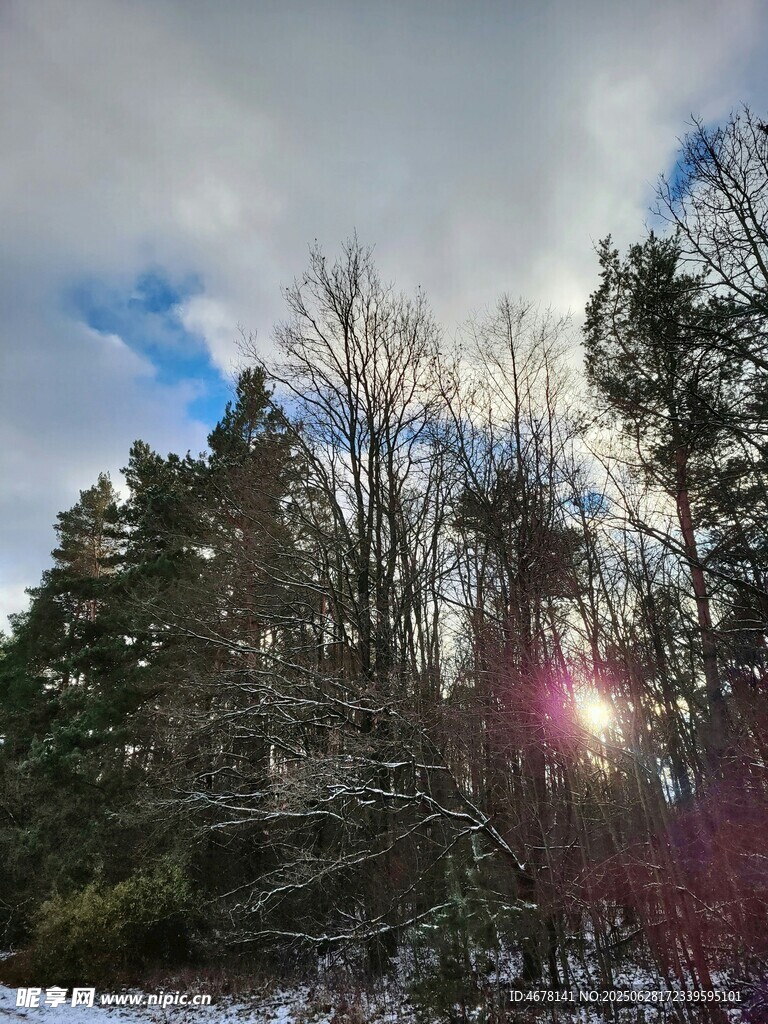 冬日林间阳光穿透树木景象