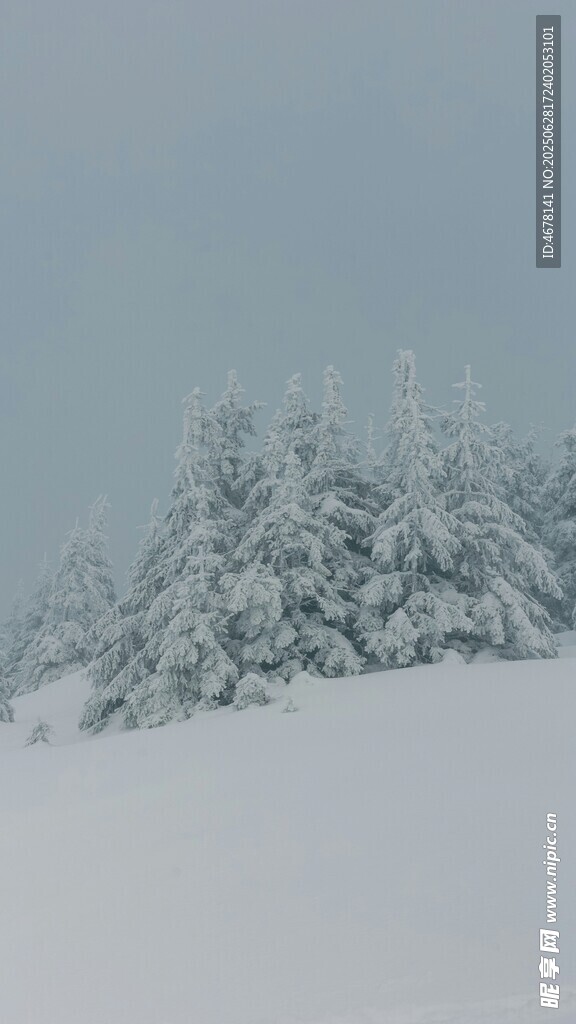 冬日雪景中的雪覆松林