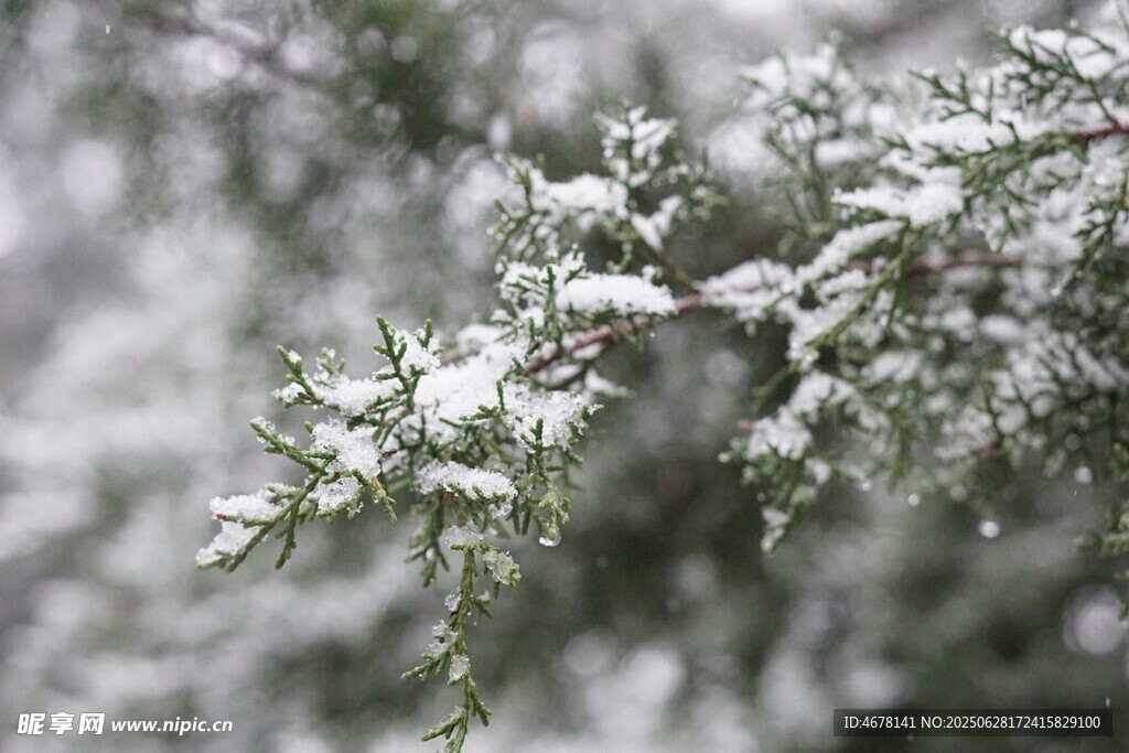 雪覆松枝美景