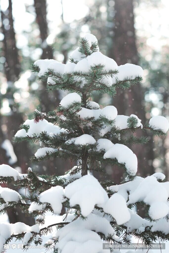 雪覆松枝的冬日美景