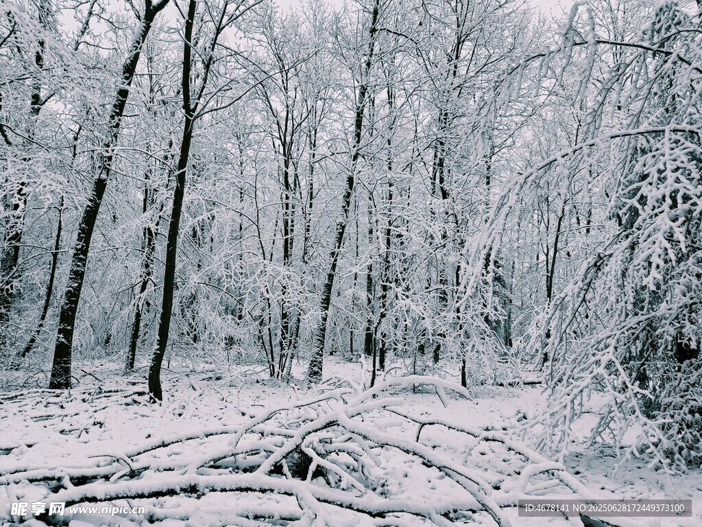 雪覆森林冬日静谧景象