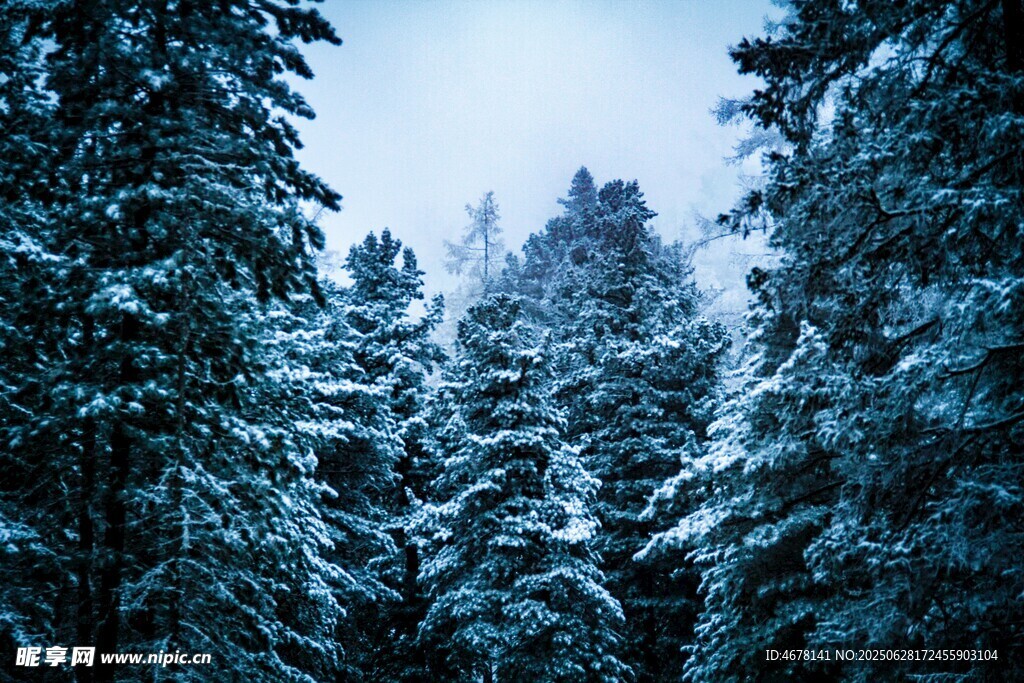冬日雪覆森林美景
