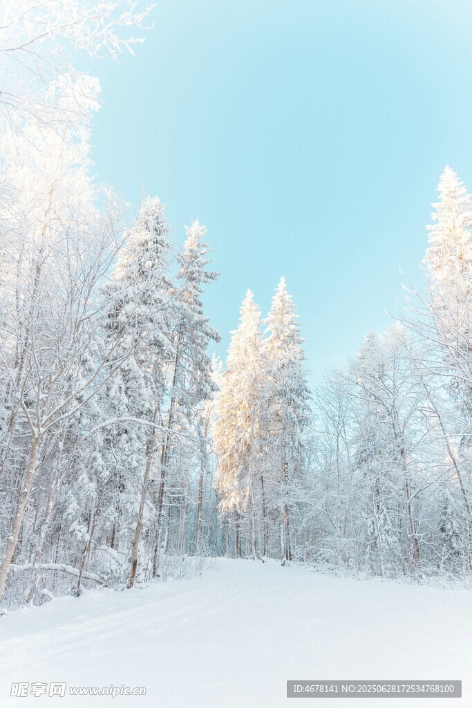 冬日雪林美景
