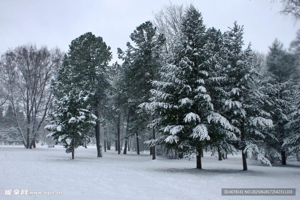 雪覆松林的冬日美景