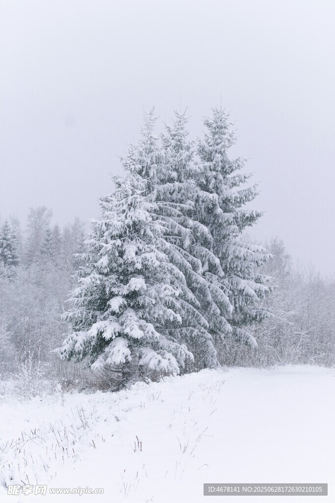 雪覆松林的冬日美景