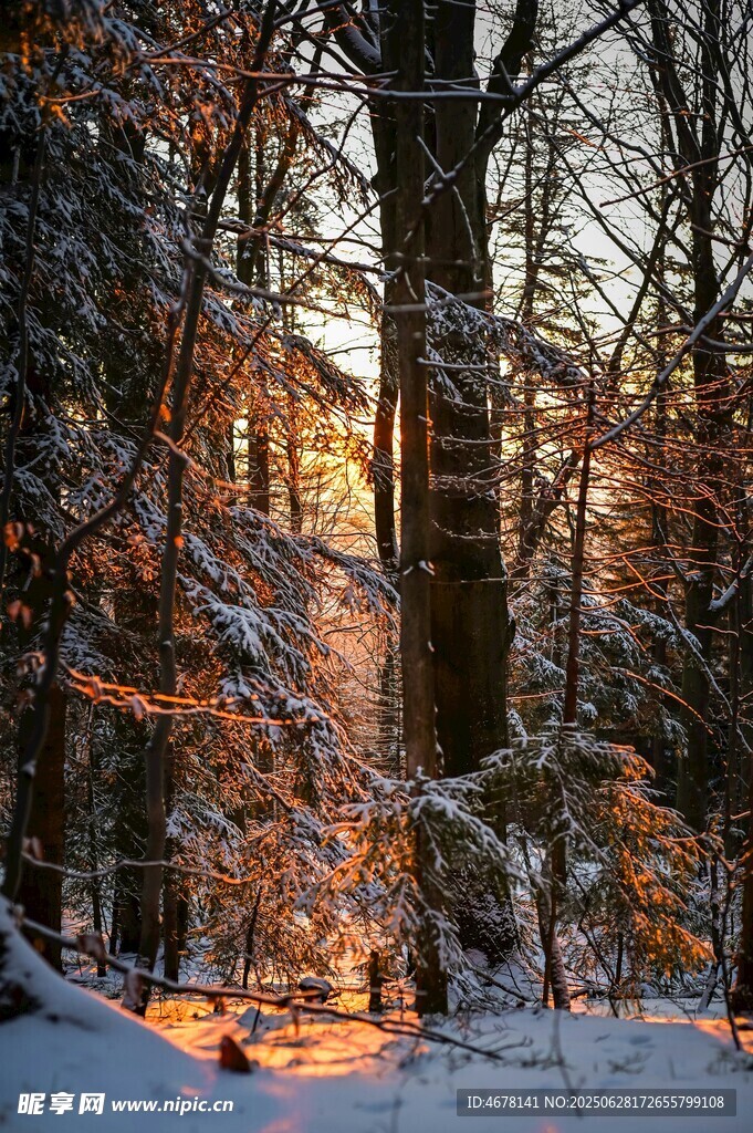 冬日雪林阳光洒落美景