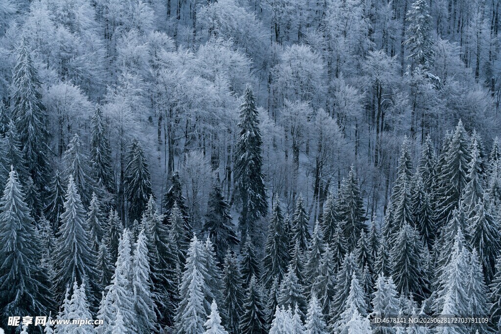 雪覆松林美景