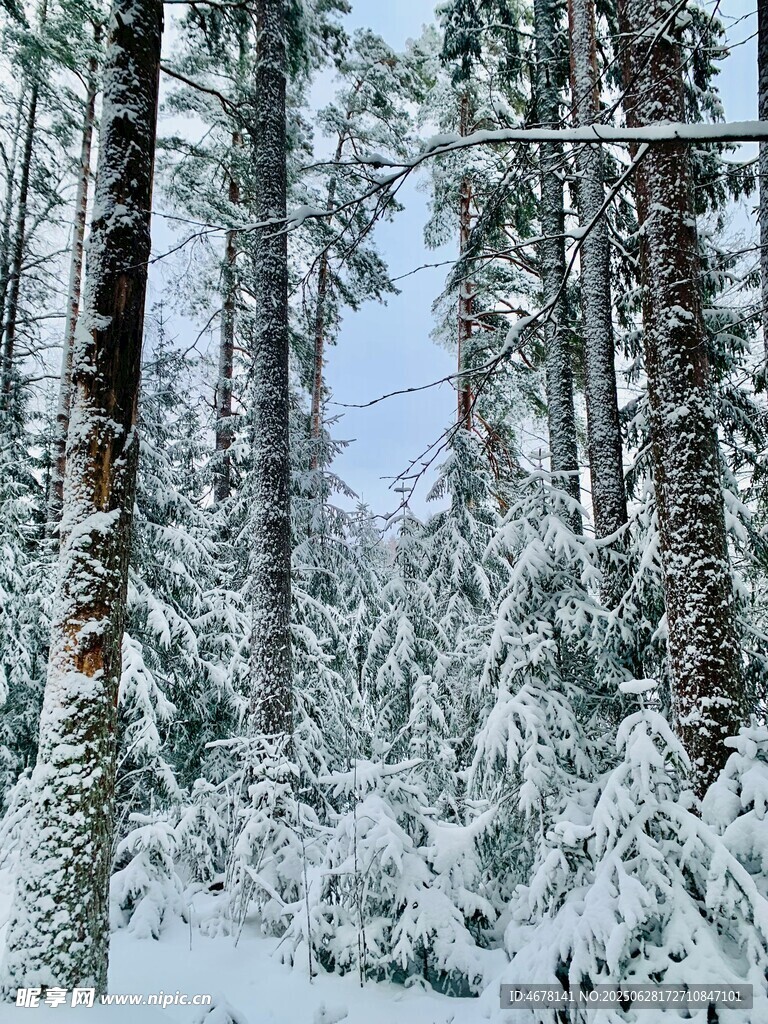 雪覆森林美景