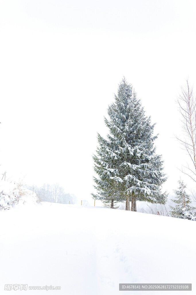 冬日雪景中的挺拔松树
