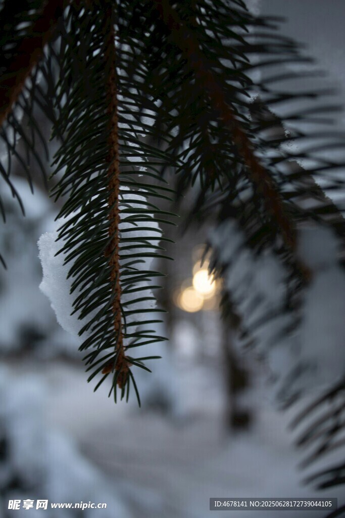 雪覆松枝间的暖光景象