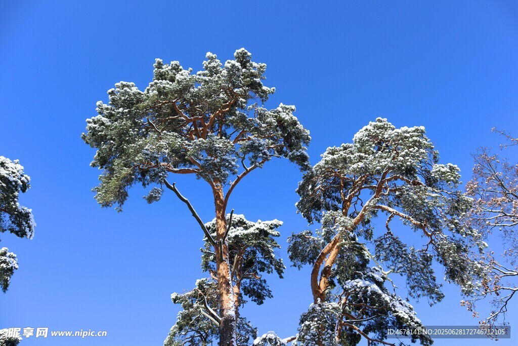 雪覆桉树蓝天映衬美景