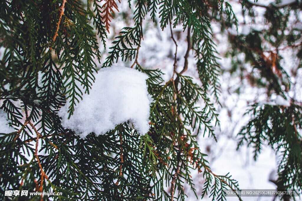 枝头积雪的翠绿松枝