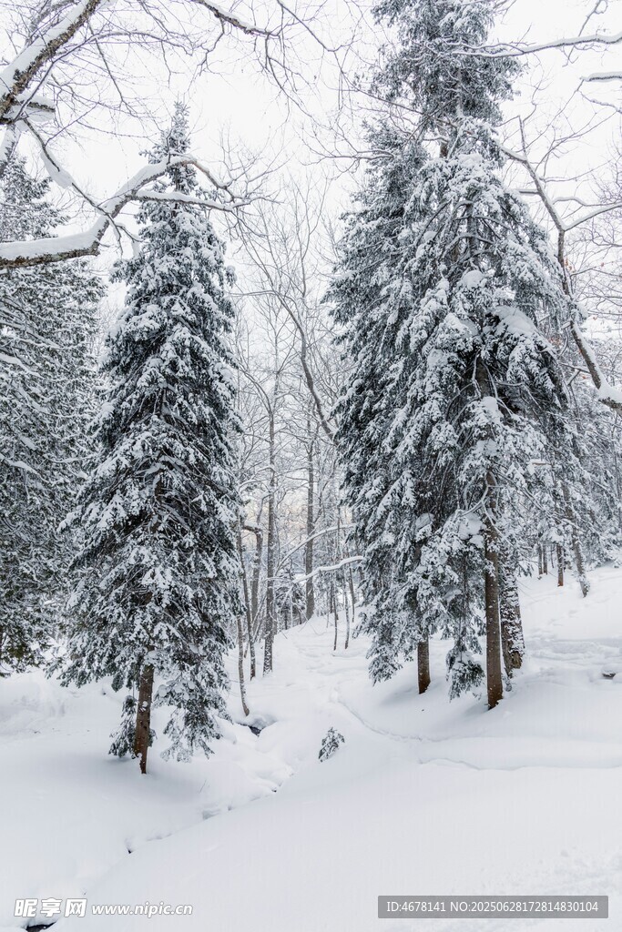 冬日雪景中的挺拔雪松