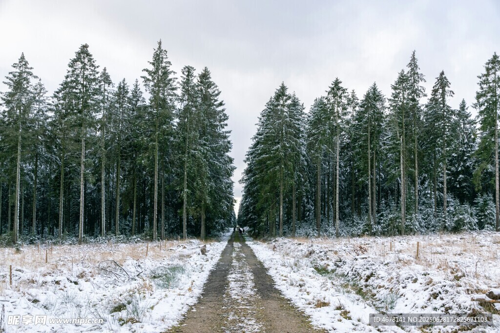 冬日雪覆林间小路