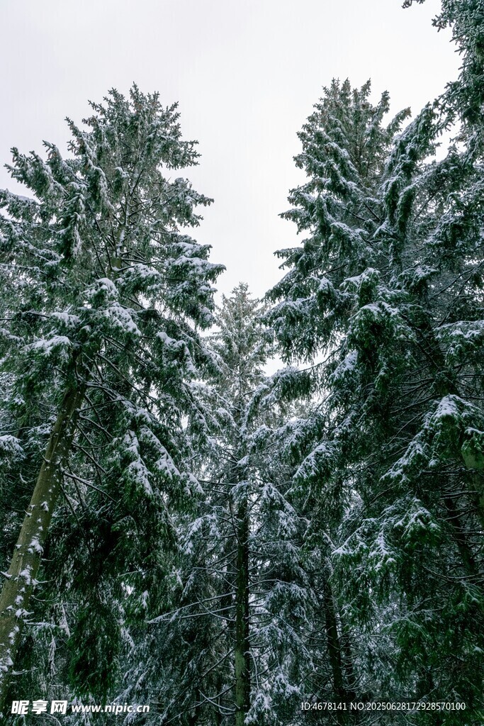 雪覆松林美景