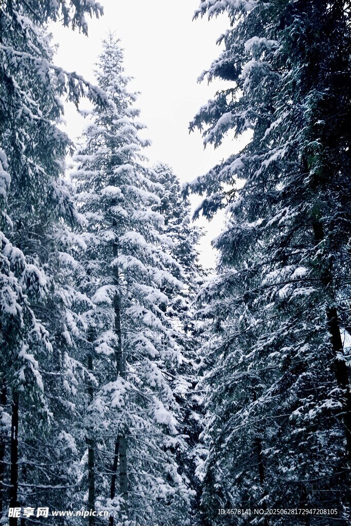 冬日雪覆松林美景