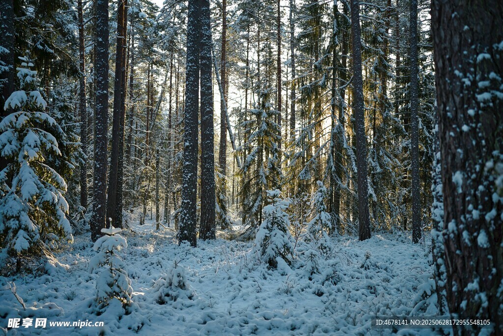 冬日雪覆森林静谧美景
