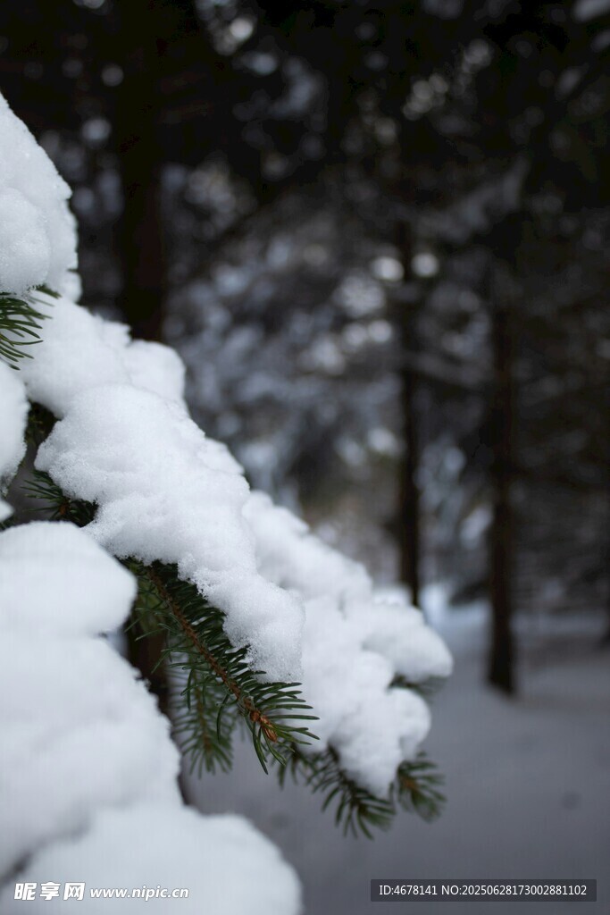 雪覆松枝的冬日美景