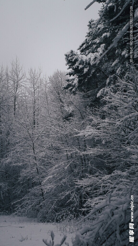冬日雪覆树林美景