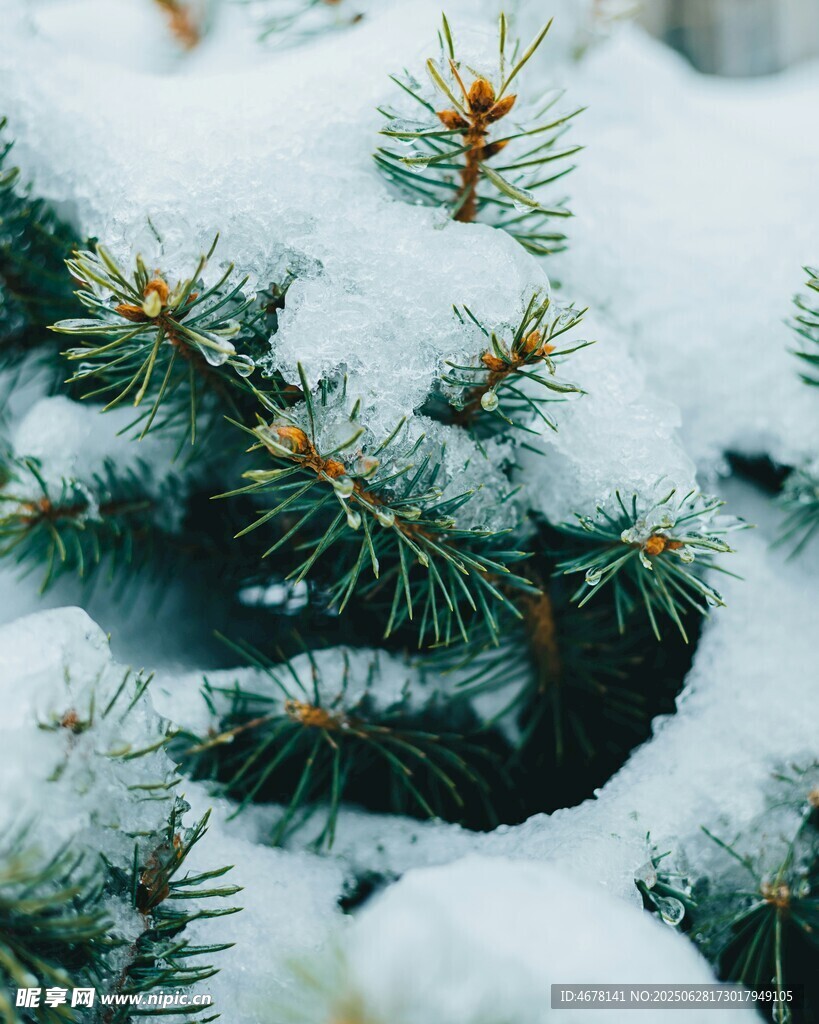 雪覆松枝的冬日美景