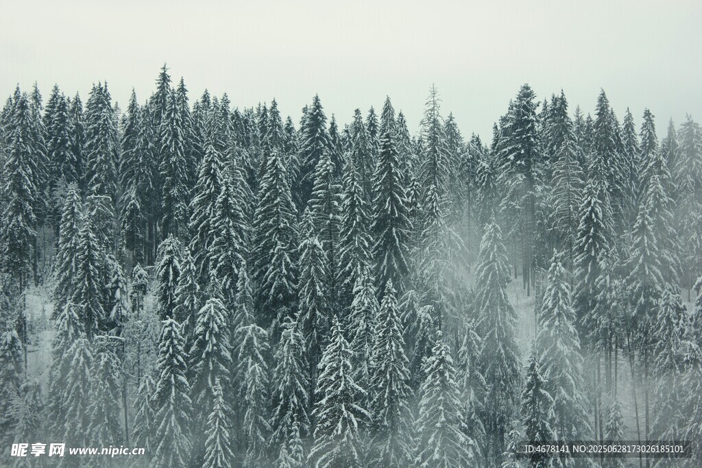 雪覆松林雾气缭绕之景