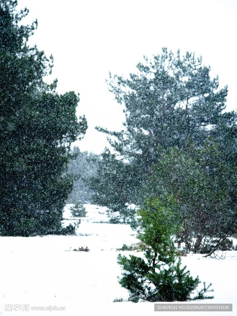 雪覆树林中的绿植景观